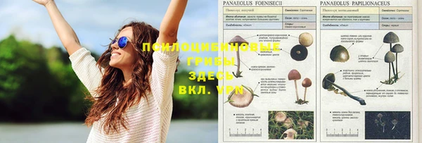 прущие грибы Абинск